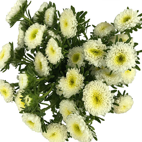 aster-matsumoto butter (1)