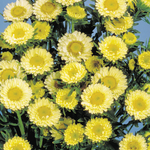 Sakata Seed America, Inc