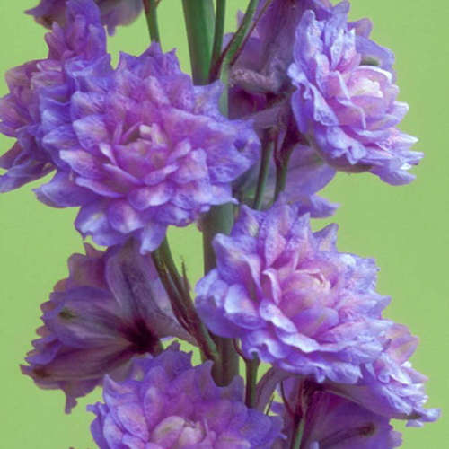 larkspur Blueberry-Pie