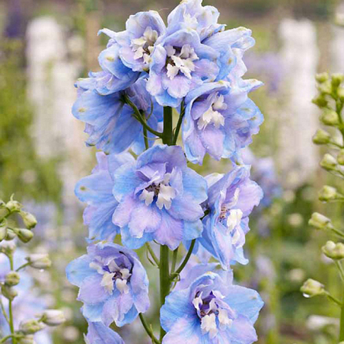 larkspur Lavender