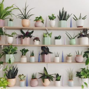 Plant Store