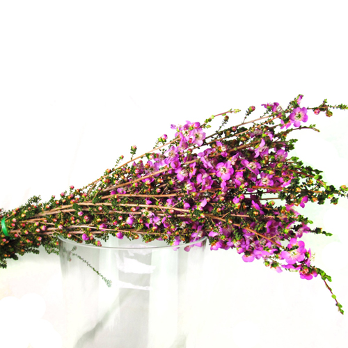 Lepto Lavender Blue (10)