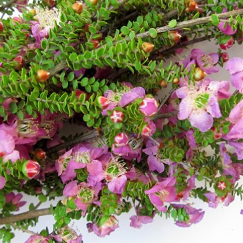 Lepto Lavender Blue (11)