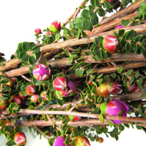 Lepto Lavender Blue (2)