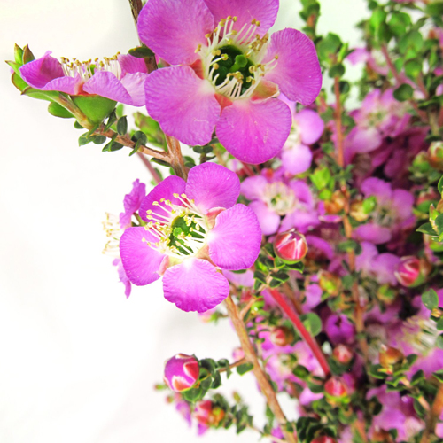 Lepto Lavender Blue (3)