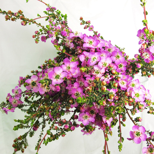 Lepto Lavender Blue (4)