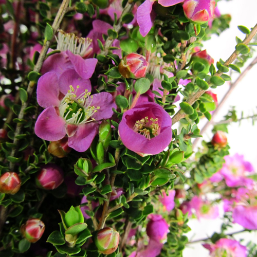 Lepto Lavender Blue (5)