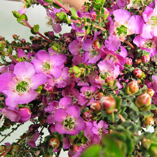 Lepto Lavender Blue (7)