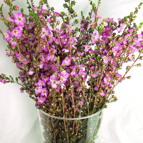 Lepto Lavender Blue (8)