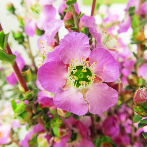 Lepto Lavender Blue (9)