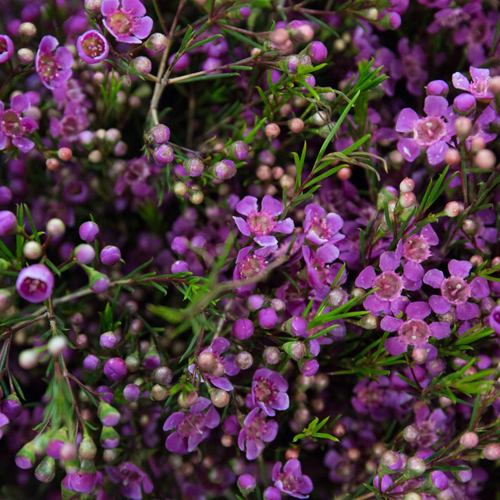 Waxflower Magenta (1)