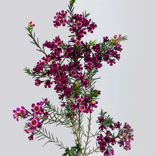 Waxflower Magenta (2)