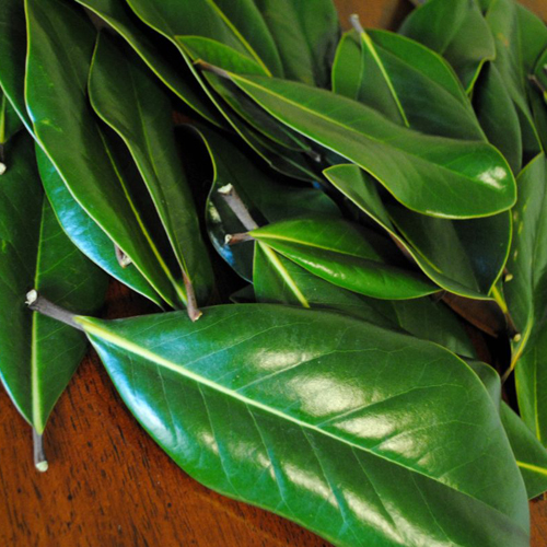 Magnolia Leaves