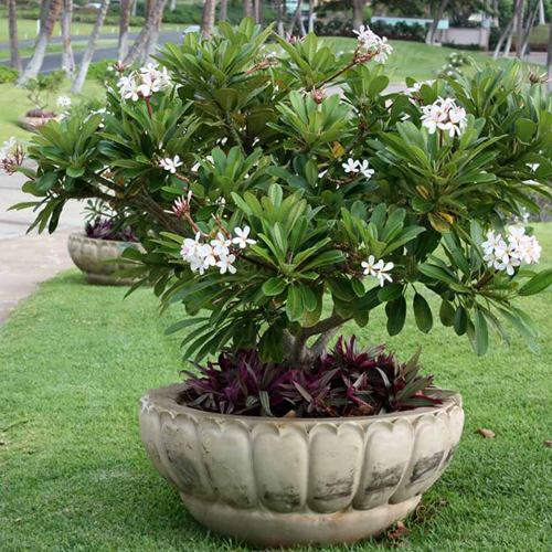 Plumeria Flowers (3)