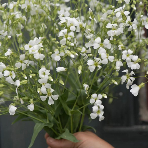 Screenshot 2022-07-26 084657