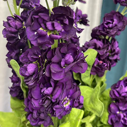 Stock, Deep Maroon (1)