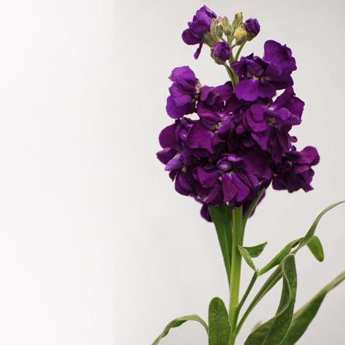 Stock, Deep Maroon (2)