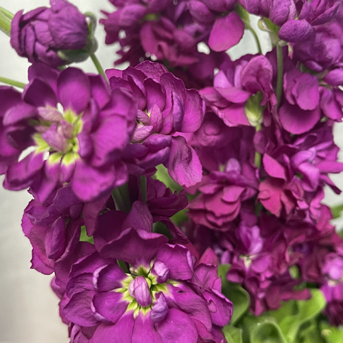 Stock Matthiola Marroon (1)