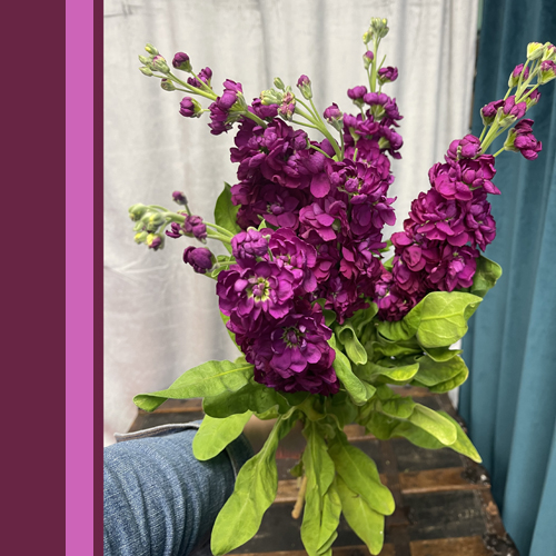 Stock Matthiola Marroon (2)