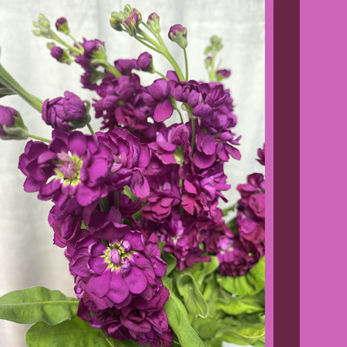 Stock Matthiola Marroon (3)