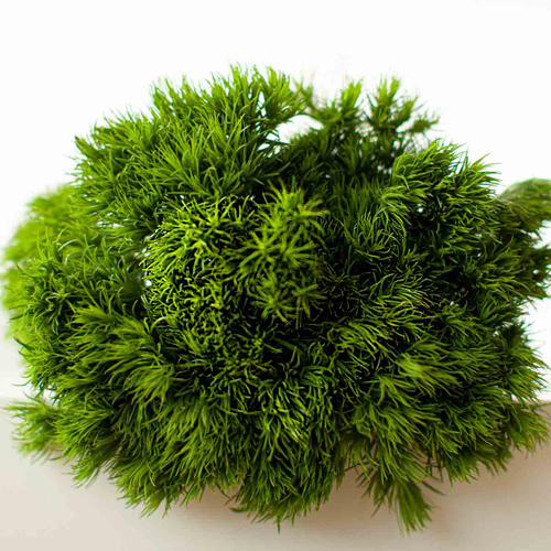 Trachelium (2)