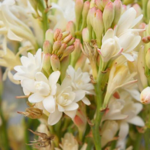 Tuberose 1