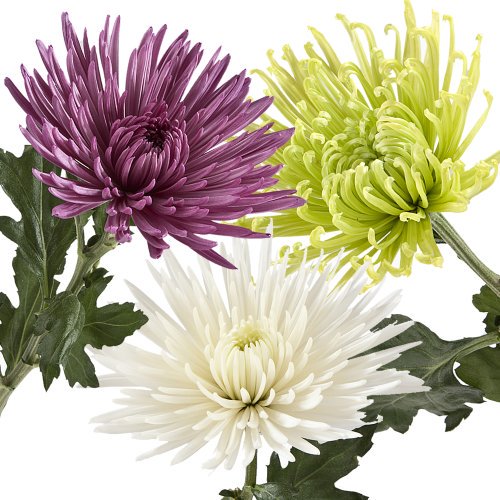Big Bouquets