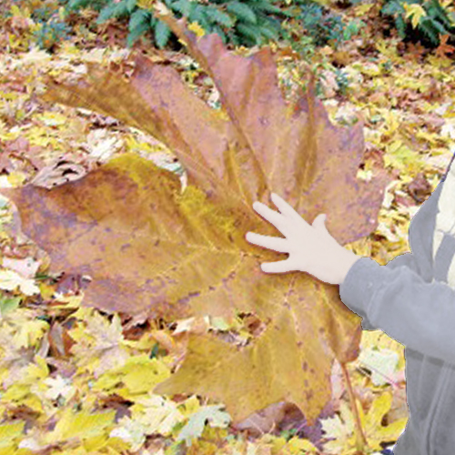 Large Maple Leaf