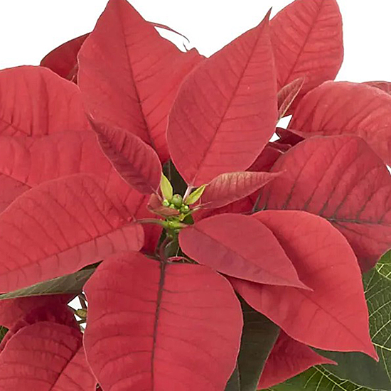 Poinsettia (10)