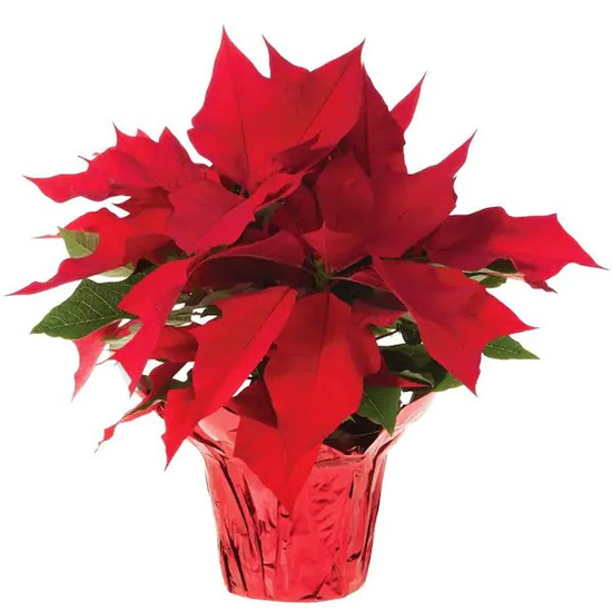 Poinsettia (9)